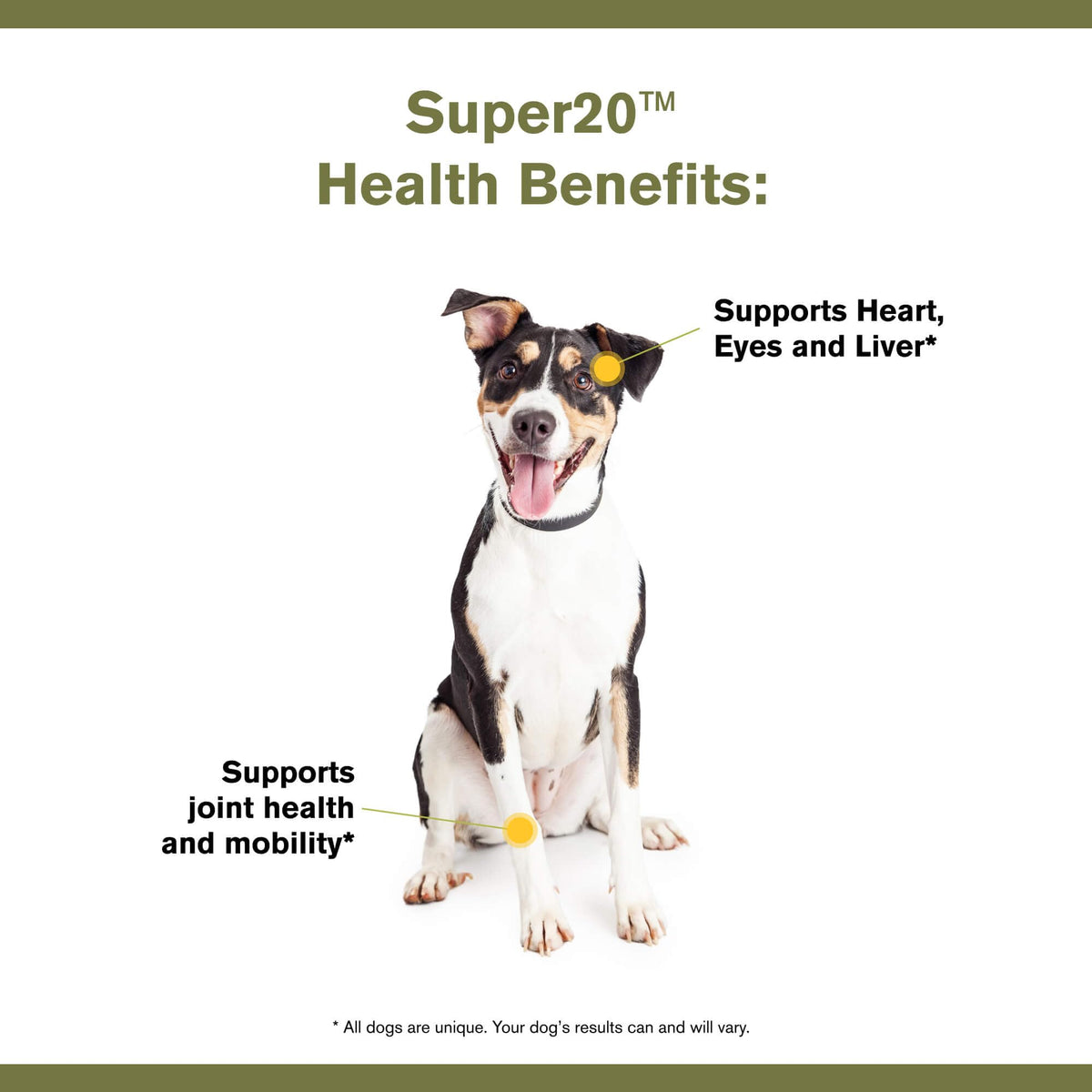 Multi-Benefit Supplement for Dogs N186522