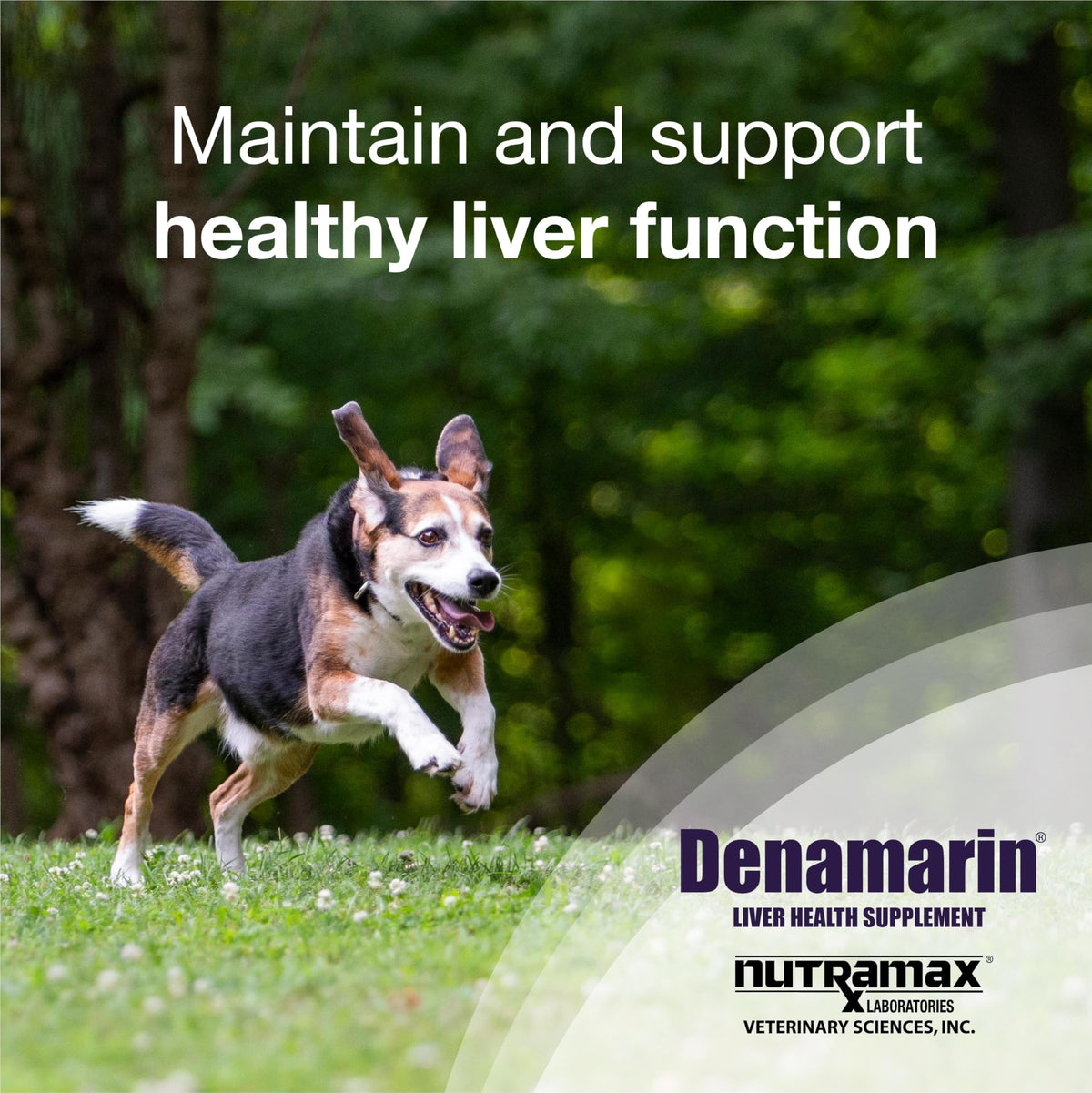 Liver Supplement for Medium Dogs, 30ct Tablets N42166