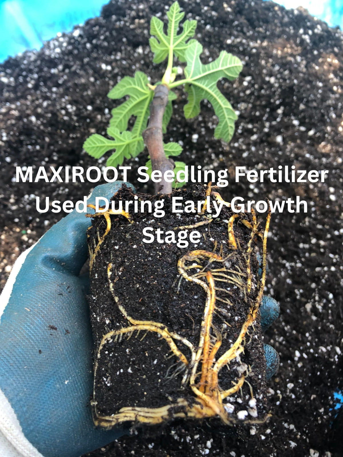 Liquid Fertilizer for Seedlings, Cuttings & Clones, 32 oz U745